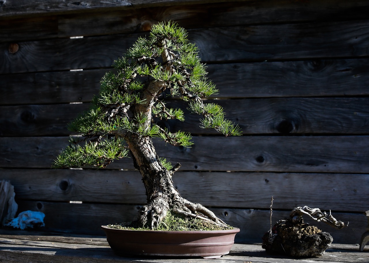 Master the Craft: Bonsai Tree Carving